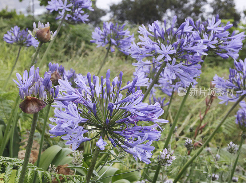 Agapanthus 花 (Agapanthsu Africanus)